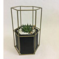 Horty Girl - Succulents in Cement Hexagon Pot w Tall Metal Frame, 1 Each