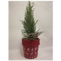 Plant - Hardy Tree in Burlap Printed Pot 4IN, 4 Each