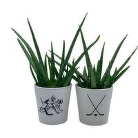 Horty Girl - Ceramic Pot With Aloe, 1 Each