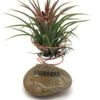 Horty Girl - Message Stone w/Wire & Air Plant, 1 Each