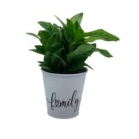 Horty Girl - White Tin Pot w/Plants Assorted, 1 Each