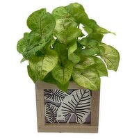 Horty Girl - Square Wood Box With Mixed Plants, 1 Each