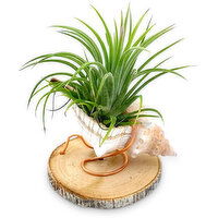 Horty Girl - Seashell Wood Base Airplant, 1 Each