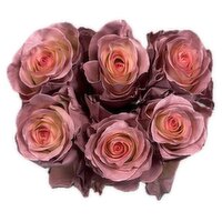 Roses - Macchiato, 6 Each