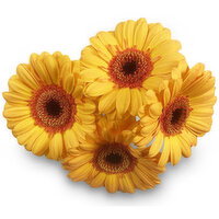 Germini - Cut Gerbera Daisies, 1 Each
