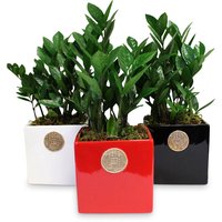 Save-On-Foods - Lucky Coin Planter, 1 Each