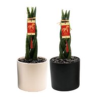 Braided Sansiveria - With Ceramic, 5 Inch, 1 Each