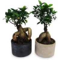 Bonsai Ficus Ginseng - in Ceramic Pot 5 inc, 1 Each