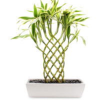 Bamboo - In White Ceramic Planter 14 Inch, 1 Each