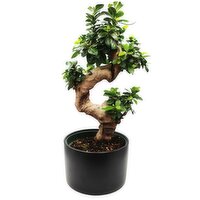 Potted Plants - S-Shape Bonsai Upgrade 9In, 1 Each