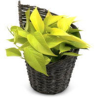 Tropical - Plant in Willow Basket, 6in, 1 Each