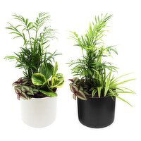 Tropical Plant - Garden In Ceramic Pot 5 Inch, 1 Each