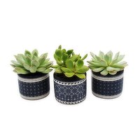 Succulent - Midnight Blue, 1 Each