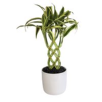 Trellis Bamboo - with Ceramic base 5 inch, 1 Each