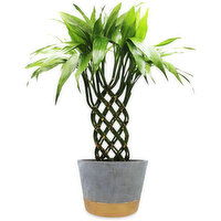 Bamboo Trellis - Plant in Gold Base Cement 6In, 1 Each