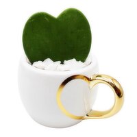 Sweetheart - Teacup, 1 Each