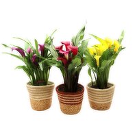 Potted Plant - Calla Lily, 4.5 Inch, 1 Each