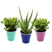 Potted Plant - Aloe And Jade In Tin 4 Inch, 1 Each