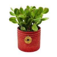 Jade - In Red Jewel Pot 4In, 1 Each