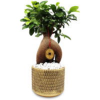 Bonsai - Fiscus In Gold Pot 5In, 1 Each