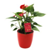 Anthurium - In Ceramic 3.5In, 1 Each