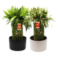 Bamboo - Large Cobra, Potted In Ceramic, 8 Inch, 1 Each