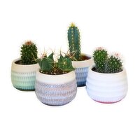 Cactus - Plant in Ombre Pot, 4In Assorted, 1 Each