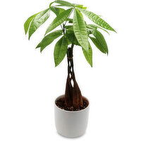 Pachira - Braided Money Tree in Ceramic Pot, 1 Each