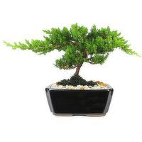 Juniper Bonsai - 6 Inch, 6 Each