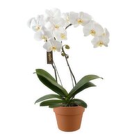 Potted Plant - White Cascade In Terracotta, 6 inch, 1 Each