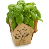 Houwelling's - Herb, Basil 14cm, 1 Each