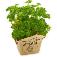 Houwelling's - Herb, Parsley - 14cm, 1 Each