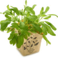 Houwelling's - Herb, Sage - 14cm