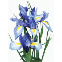 Iris - Flower Bunch 5 Stem, 1 Each