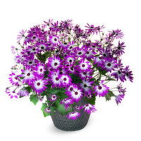 Potted Plants - Senetti Assorted12In, 1 Each