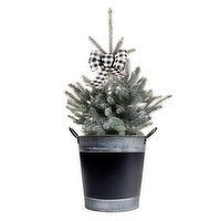 Christmas Tree - Conifer in a Tin Pot, 2 Each