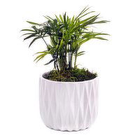 Planter - Neanthe Bella Palm With Moss, 1 Each