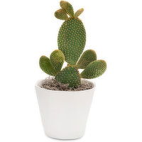 Spineless - Cactus Ceramic Pot, 1 Each