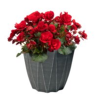 Van Belle Nursery - Alstromeria 8in, 1 Each