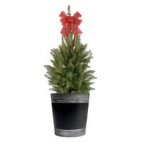 Nordic - Conifer 10In, 1 Each