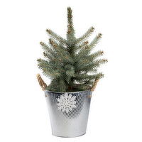 Potted Plants - Snowflake Conifer 10In, 1 Each
