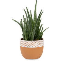 Aloe - in Ceramic Pot 6 Inch, 1 Each