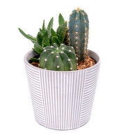 Cactus - In Cement Planter 5 Inch, 1 Each