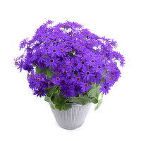Senetti - Assorted 8 Inch, 1 Each