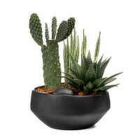 Potted Plants - Southwest Bowl 6In, 1 Each