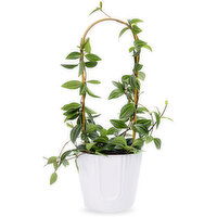 Potted Plants - Tropical Arch, 1 Each