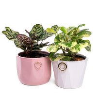 Tropical - Planter With Charm 6 Inch, 1 Each