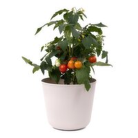 Van Belle Nursery - Kitchen Mini Veggies 6 Inch, 1 Each