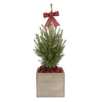 Tree - Woodland, 1 Each