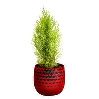 Tree - Lively Lemon Cypress Tabletop, 4 Inch, 1 Each